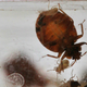 Illustration for article titled OK, Who Tried to Infest This Pennsylvania Walmart With Bed Bugs?